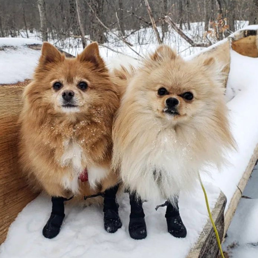 Walkee Paws Black Small Dog Leggings Shoes Boots